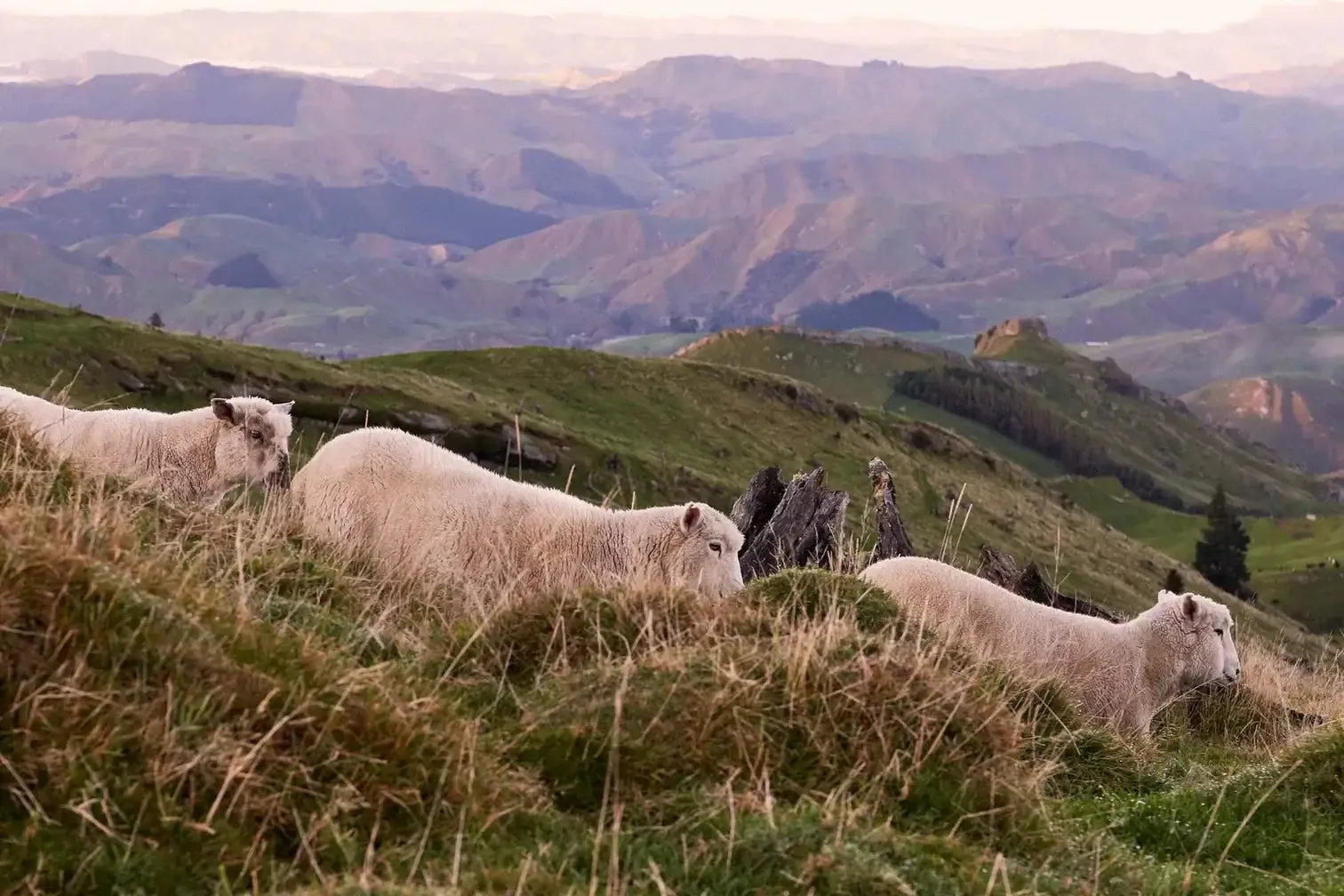 DONATE "New Zealand's Pillow"